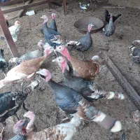 بوقلمون نر و ماده|حیوانات مزرعه|ینقاق, |دیوار