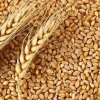 گندم