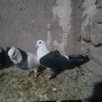 ۳عدد رنگه کربلایی|پرنده|تربت جام, جامرود|دیوار