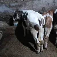 باسلام دوستان عزیز
