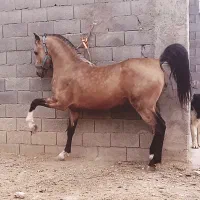 پانسیون(زیر قیمت) آموزش ،فروش اسب باشجره بدون شجره