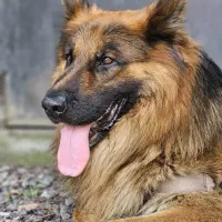 سگ ژرمن|سگ|اسلامشهر, شهرک واوان|دیوار