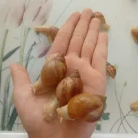 حلزون|خزنده|سنندج, |دیوار