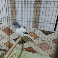 قناری نر دهن خارجی کمیاب