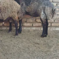 قوچ بره|حیوانات مزرعه|کویرات, |دیوار