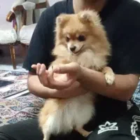 سگ پامر دوسر خرسی