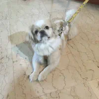 سگ نژاد ‌پامر