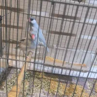 فروش جفت فنچ نرگسی و معاوضه با طوطی برزیلی جفت|پرنده|اهواز, زرگان|دیوار