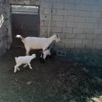 بز زاییده|حیوانات مزرعه|بیرجند, |دیوار