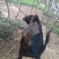 ورزاکوله یکساله سالم سرحال خوش خوراک