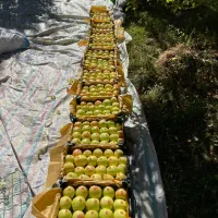 ۸تن سیب قرمزوسفید