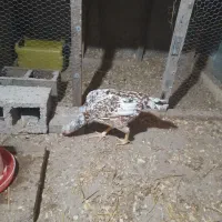 مرغ لاری|حیوانات مزرعه|رشت, بوسار|دیوار