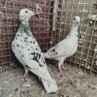 جفت سار لکه دار