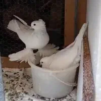 چند جفت  کفتر  عـالـی|پرنده|قم, باجک یک|دیوار