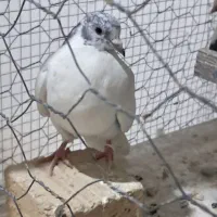 کفتر پرشی|پرنده|قرچک, شهرک صنعتی قرچک|دیوار