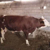 گوساله نر سیمینتال شرابی اصیل . قیمت ۲۵۰