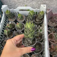 کاکتوس  ۳۰تومن ۵۰تومن