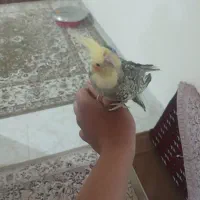 عروس هلندی