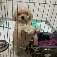 پودل مینیاتوری اپریکات ۳ ماهه