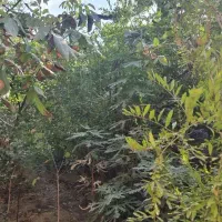 فروش خانه کلنگی