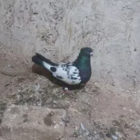 کبوتر|پرنده|سبزوار, قاضی زاد|دیوار