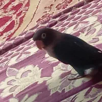 یک طوطی کوتوله