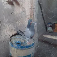 کفتر جوجه ناتاب