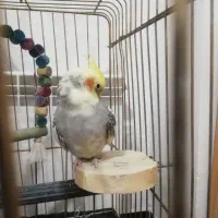 عروس هلندی مولد|پرنده|سقز, |دیوار