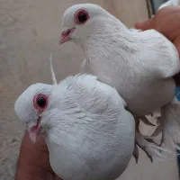 کبوتر  لوتی یک جفت چشم قرمز و شامی زرد