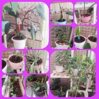 گل طبیعی|گل و گیاه طبیعی|اردبیل, |دیوار