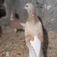 کله ای شهری