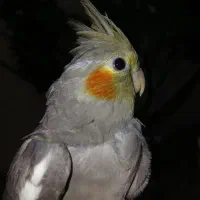 جوجه عروس هلندی|پرنده|اهواز, منبع اب|دیوار