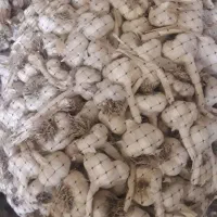 فروش سیر درجه یک صادراتی