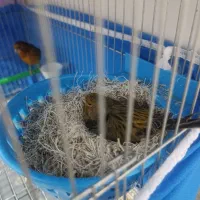 جفت قناری با تخم و فنچ بنگالی