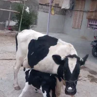 گاو با گوساله ماده