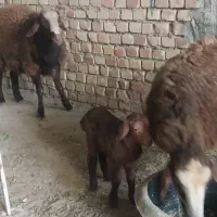 کبوتر فروشی