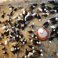 جوجه مرغ خروس سلطان پولند لهستانی زینتی کاکل پاپر|حیوانات مزرعه|رشت, حاجی آباد|دیوار