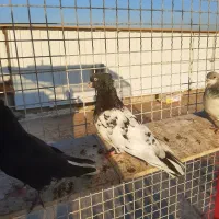 کبوتر رنگی .کفتر کله ای نر