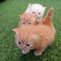 فروش گربه|گربه|بوکان, |دیوار