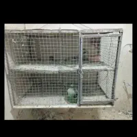 کبوترپرشی خوب تضمینی با جفت کن کبوتر|پرنده|صفادشت, |دیوار