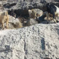 ۱۴بزداشتی|حیوانات مزرعه|چاروسا, |دیوار