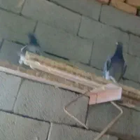 کبوتر یا کفتر