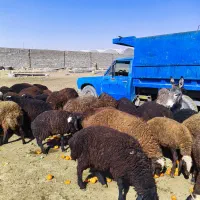 گوسفند مخصوص پروار|حیوانات مزرعه|محمدشهر, ولدآباد|دیوار