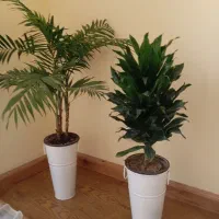 دوعدد گل سالم همراه باگلدان فلزی