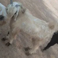 بیگ نر