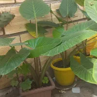 گل های طبیعی