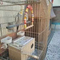 ی جفت عروس هلندی تخم گذار قیمت توافقی|پرنده|بهبهان, |دیوار