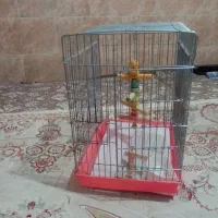قفس پرنده کاسکو|لوازم جانبی حیوانات|شیراز, کوشک میدان|دیوار