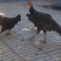 یک عدد بوغلمون با 2عدد مرغ