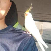 یک عدد عروس هلندی نر گمشده